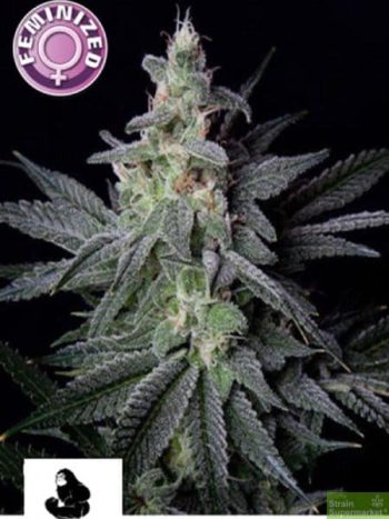 Kera Seeds - Gorilla Glue Feminised Cannabis Seeds