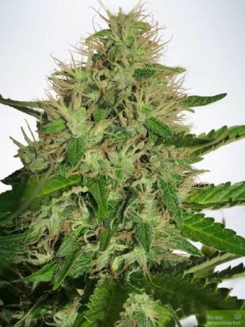 Ministry of Cannabis - Cannabis Light Feminised Cannabis Seeds