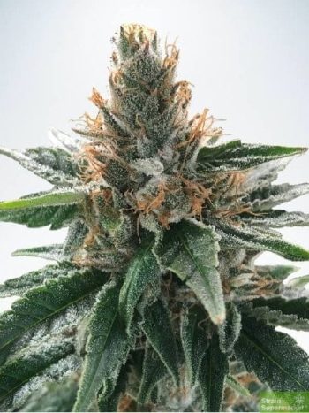 Ministry of Cannabis - God's Glue Feminised Cannabis Seeds