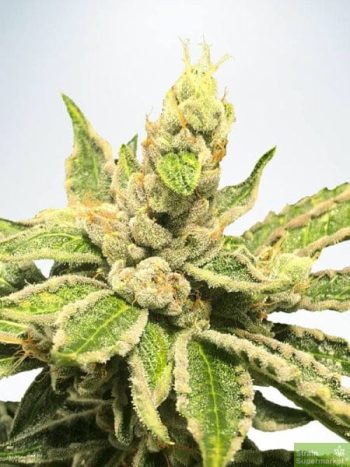 Ministry of Cannabis - Mamacita's Cookies Feminised Cannabis Seeds