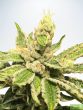 Ministry of Cannabis - Mamacita's Cookies Feminised Cannabis Seeds