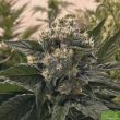 nicole-kush-feminised-cannabis-seeds-2
