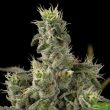 nicole-kush-feminised-cannabis-seeds-2