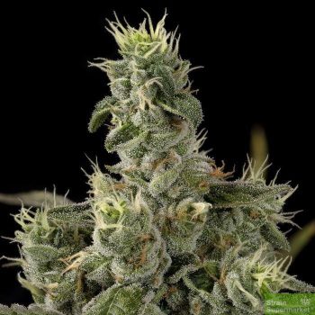 Nicole Kush (5 Fem)