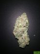 nicole-kush-feminised-cannabis-seeds-2