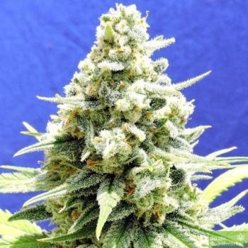 Original Sensible Seed Company - Amnesia Lemon Kush Feminised Cannabis Seeds