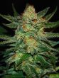 original-sensible-seeds-black-destroyer-feminised-cannabis-seeds