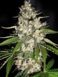 Original Sensible Seed Company - Black Gum Feminised Cannabis Seeds