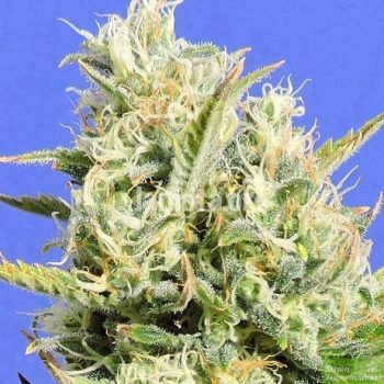 Original Sensible Seed Company - CBD Lemon Aid Feminised Cannabis Seeds