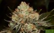 purple-caper-seeds-alien-og-regular-cannabis-seeds