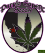 Purple Caper Seeds - CBD Mixed Pack 10 Regular Cannabis Seeds