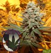 Purple Caper Seeds - Cherry Cake Regular Cannabis Seeds