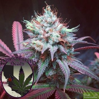 Purple Caper Seeds - Chocolate Hashberry Regular Cannabis Seeds