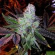 Purple Caper Seeds - Cookie OG Regular Cannabis Seeds