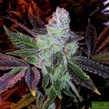 Purple Caper Seeds - Cookie OG Regular Cannabis Seeds