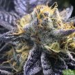 Purple Caper Seeds - Girl Scout Cookie F2 Regular Cannabis Seeds
