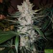 purple-caper-seeds-gorilla-glue-bx-regular-cannabis-seeds