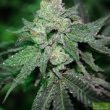 purple-caper-seeds-grand-caper-regular-cannabis-seeds