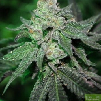Purple Caper Seeds - Grand Caper Regular Cannabis Seeds