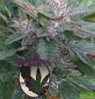 Purple Caper Seeds - Grandaddy OG Regular Cannabis Seeds