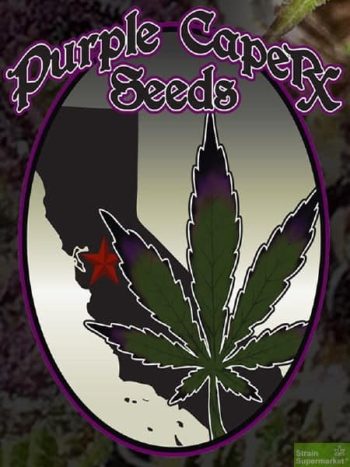 Purple Caper Seeds - Granddaddy Purple BX Regular Cannabis Seeds