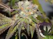 purple-caper-seeds-grandmas-batch-regular-cannabis-seeds