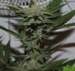 Purple Caper Seeds - Krippy Kush Regular Cannabis Seeds