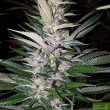 purple-caper-seeds-pink-panties-regular-cannabis-seeds