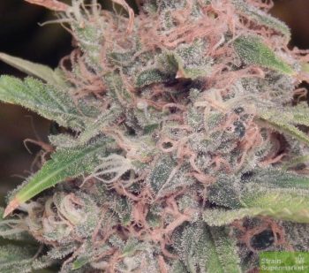 Purple Caper Seeds - Purple Caper Regular Cannabis Seeds