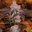 Purple Caper Seeds - Purple Punch BX Regular Cannabis Seeds