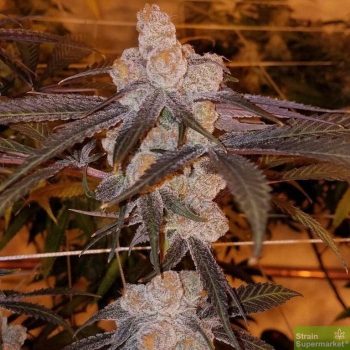 Purple Caper Seeds - Purple Punch BX Regular Cannabis Seeds