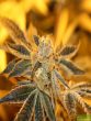 purple-caper-seeds-sherbert-bx-regular-cannabis-seeds