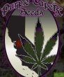 purple-caper-seeds-strawberry-banana-zkittlez-regular-cannabis-seeds
