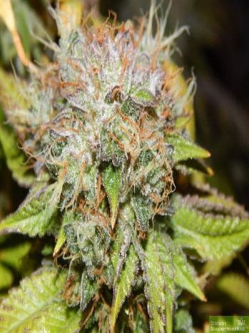 Purple Caper Seeds - Wedding Cake Regular Cannabis Seeds