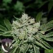 Purple Caper Seeds - White OG Regular Cannabis Seeds