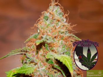 Purple Caper Seeds - Zkittlez BX Regular Cannabis Seeds