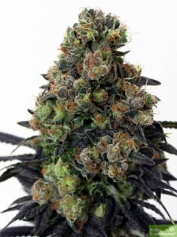 Ripper Seeds - Acid Dough Feminised Cannabis Seeds