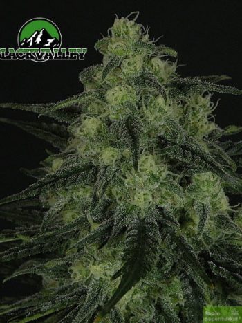 Ripper Seeds - Black Valley Feminised Cannabis Seeds