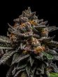 Ripper Seeds - Brain Cake Feminised Cannabis Seeds