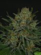 Ripper Seeds - Double Glock Feminised Cannabis Seeds