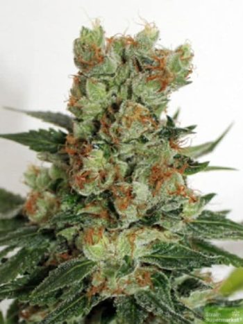 Ripper Seeds - Fuel OG Feminised Cannabis Seeds