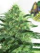 Ripper Seeds - Sideral Feminised Cannabis Seeds