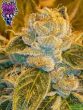 Ripper Seeds - Sour Ripper Feminised Cannabis Seeds