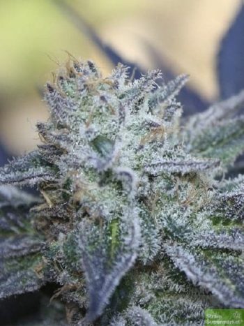 Ripper Seeds - Washing Machine Feminised Cannabis Seeds