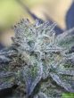 ripper-seeds–washing-machine-feminised-cannabis-seeds