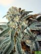 ripper-seeds-zombie-kush-feminised-cannabis-seeds