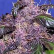 auto-purps-5-autoflowering-feminised-cannabis-seeds