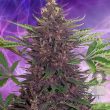 auto-purps-5-autoflowering-feminised-cannabis-seeds