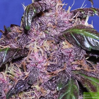 Auto Purps aka Auto Purple (5 Auto Fem)