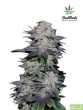 Fast Buds Seeds - Blackberry Feminised Autoflowering Cannabis Seeds